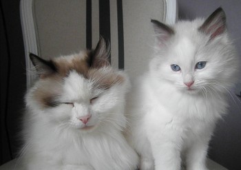 Ginger et son chaton - 9 semaines - Chatterie Ragdolls du Val de Beauvoir